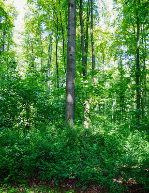 © Foto: HKI Eine aktive Verjüngung und der Umbau zu klimastabilen Mischwäldern sichern langfristig die Stabilität des Waldes